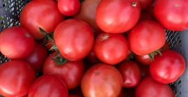 Venderé tomates nacionales en grandes cantidades, productor - [teléfono]