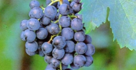 Uvas Merlo en venta. Disponibilidad de hasta 10 toneladas.
