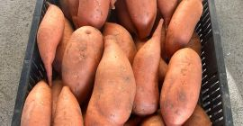 Batatas recolectadas a mano a la venta: amarillas, blancas