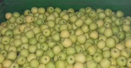 Venderé una manzana de papel verde-amarilla