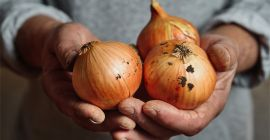 Dostawy cebuli żółtej i cebuli czerwonej luzem – świeże produkty