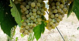 UVAS PARA VINO EN VENTA EN LA ZONA DE