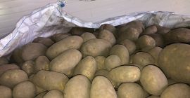 Ofrecemos patatas amarillas de calibre 45+, aptas para lavar.