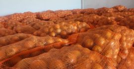 Ofrecemos cebolla amarilla en sacos de 10/15 kg. Realizamos