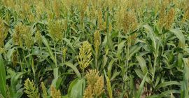 Buenos días, vendo 17 hectáreas de sorgo, para forraje