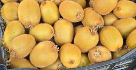 Kiwi Hayward fresco – Venta al por mayor. Kiwi