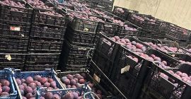 Venderé 10 toneladas de mercancía rígida refrigerada, rota y
