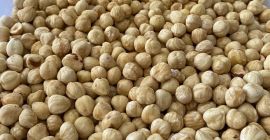Avellanas turcas blanqueadas de primera calidad (avellanas blancas), sin