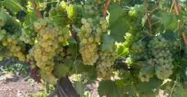 Uvas para vino a la venta directamente de un