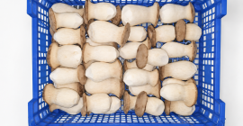 Setas ostra reales frescas (eryngii) – directamente del productor.