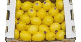 La empresa Goicha ofrece limones frescos de origen azerbaiyano