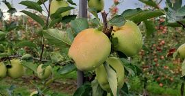 Ofrecemos manzanas de las variedades Red Prince, Golden y