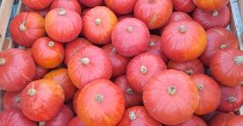 Calabaza de Hokkaido, variedades probadas, de colores, más información