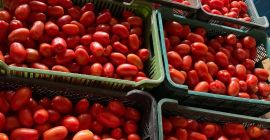 Vendo tomates Dyno. Aproximadamente 4 toneladas. Para jugo/puré/compra. Puedes