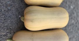 Calabazas de Halloween en venta: Spitfire, Hokkaido y Butternut.