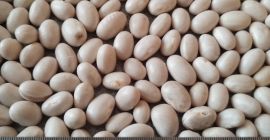 Frijoles blancos Humedad: 13% Pureza: 99% Empaque: Bolsas grandes