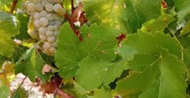 Vendo uvas frescas, variedad Muscat Ottonel a 3 ron/kg