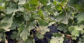 Vendo uvas Merlot. Hermosas, dulces y bien maduras, ¡directamente