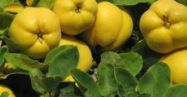 Membrillos orgánicos de primera calidad a la venta. Cultivados