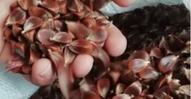 Se vende fruta de rosa canina ,grandes cantidades ,tanto