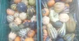 Vendo calabazas ornamentales de mi propia granja. Ofrezco una