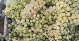 Variedad blanca autóctona "Plavaie" - Disponible 100.000 kg, azúcar