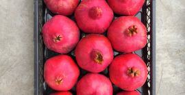 Fruta de origen único, del huerto a su mercado.