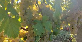 Uvas para vino a la venta en el viñedo