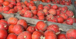 Venderé calabaza de Hokkaido de la variedad FlexiKuri. Cantidad: