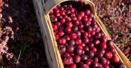 Venderé arándanos rojos de fruto grande, procedentes de la