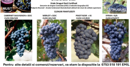 Uvas de clones franceses, ideales para obtener vinos de