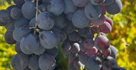¡Vendo uvas de Hamburgo para vino! Detalles y precio