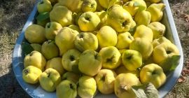 Vendo 500 kg de membrillo orgánico.