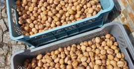 Vendo nueces frescas de la cosecha de este año,