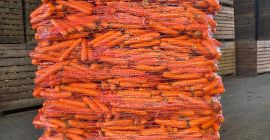 Vendo zanahorias comestibles, lavadas y de un color precioso.