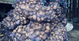 Papas Soraya, tamaño 55+. Ecológicas, sin fertilizantes. Somos una