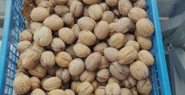 Los árboles de este año crecen alejándose de la