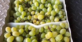 Venderé uvas para la industria, por ejemplo, para prensado,