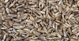 OFERTA Cardo mariano (Silybum) Producto: Cardo mariano (Silybum marianum)