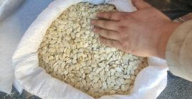 OFERTA: Calabaza sin cáscara Ofrecemos semillas de calabaza secas