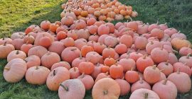 Venderé calabazas bambino, justynka