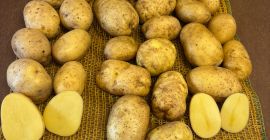 Ofrecemos papas de nuestra propia producción FITO, con la