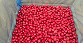 Cerezas ácidas sin hueso IQF 1 cl. Oblacinska