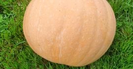 Buenos días, tengo una calabaza en venta - variedad