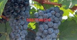 Uvas Cabernet Sauvignon y Rkatsiteli. Distrito de Plovdiv, con