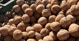 Vendo nueces de la cosecha de 2026, procedentes de
