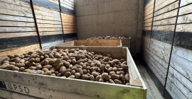 VENTA AL POR MAYOR DE PAPAS – POLONIA Y
