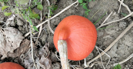 Hola, tengo calabazas Hokkaido | Red Kuri a la
