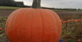 Calabazas de Halloween en venta, Spitfire Gomez Racer Aladdin