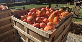 Vendo calabazas a un precio atractivo de 1000 PLN
